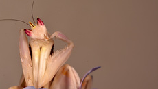Orchideenmantis (12).jpg